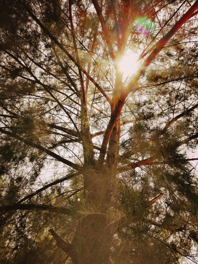 branch, forest, sunlight, jalan pantai, tranquility, beauty in nature, solar flare, sunbeam, plant, low angle view, 4K, land, tranquil scene, growth, streaming