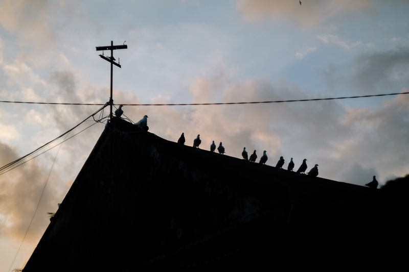 bird, building exterior, cloud - sky, building, connection, day, dusk, roof tile, indonesia, no people, architecture, cable, antenna - aerial, pantai ampenan