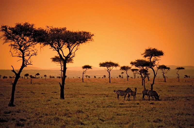 sunset, beauty in nature, plant, outdoors, vertebrate, animal, field, land, nature, sky, domestic animals, landscape, mammal, herd, herbivorous, Africa