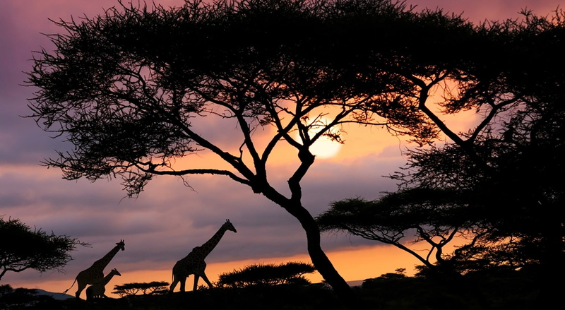 girafas, Savannah, savana, arms raised, tranquil scene, women, leisure activity, adult, outdoors, Animals, beauty in nature, tree, sky, Wild, Silhouette