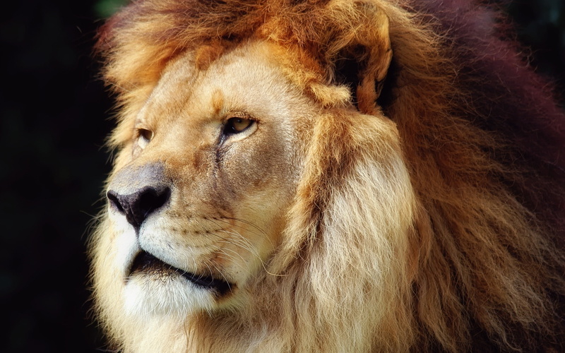 lion, king of savana, face, 2K