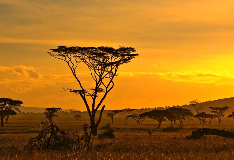 Savana, 720P, Africa