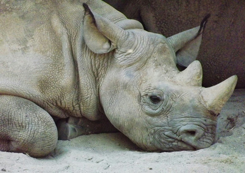 strong, horn, armored, africa, relaxation, 5K, resting, animals, no people, rhinoceros, sand, day, nature, animal themes, animal wildlife, zoo, domestic animals