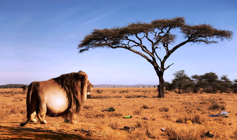 cow, Leo, herd, 4K, Savana, grazing, scenics, wildlife, plant, no people, domestic, farm, livestock, nature, lion, vertebrate, walking, travel, animals In The Wild