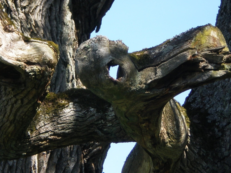 textured, low angle view, hole, plant, mouth, eye, ruined, outdoors, sunlight, sky, no people, trunk, weathered, tree face, tree trunk, day, old, focus on foreground