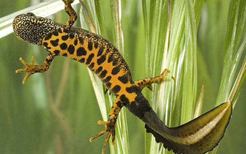 newt, 1080P, gecko, spotted, animals, reptile, 1920x1200