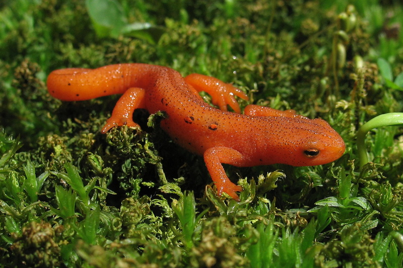 Eastern Newt , Amphibians, 1080P