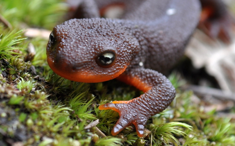 Rough-Skinned Newt, Amphibians, 1080P