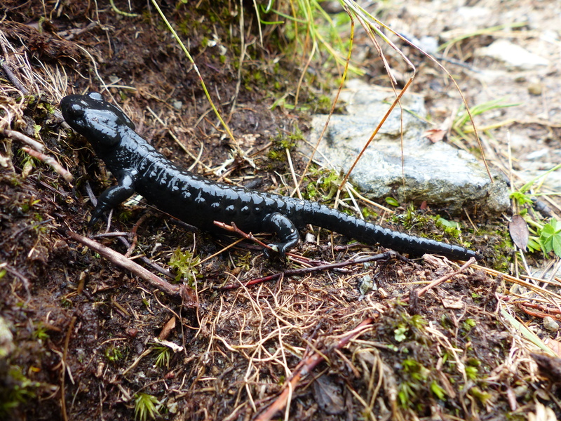 zoology, high angle view, animal themes, field, poisonous, nature, close-up, day, plant, black color, land, lizard, alpine salamander, amphibian, wildlife