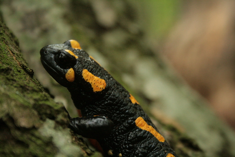 nature, close-up, animal wildlife, animals in the wild, no people, environment, fire salamander, amphibian, animal body part, 4K, land, newt, outdoors