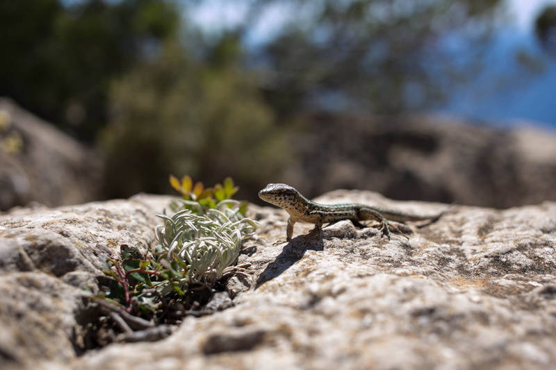 animal themes, 4K, plant, animal wildlife, iguana, bearded, day, no people, gray, blossom, apiaceae, outdoors, plants, sunlight, wildlife, tree, landscape