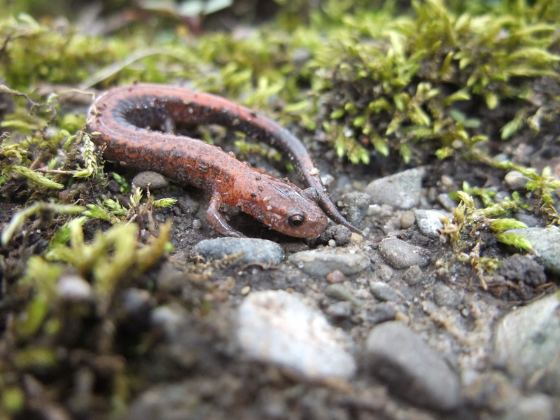 Amphibians, 4K, Newt