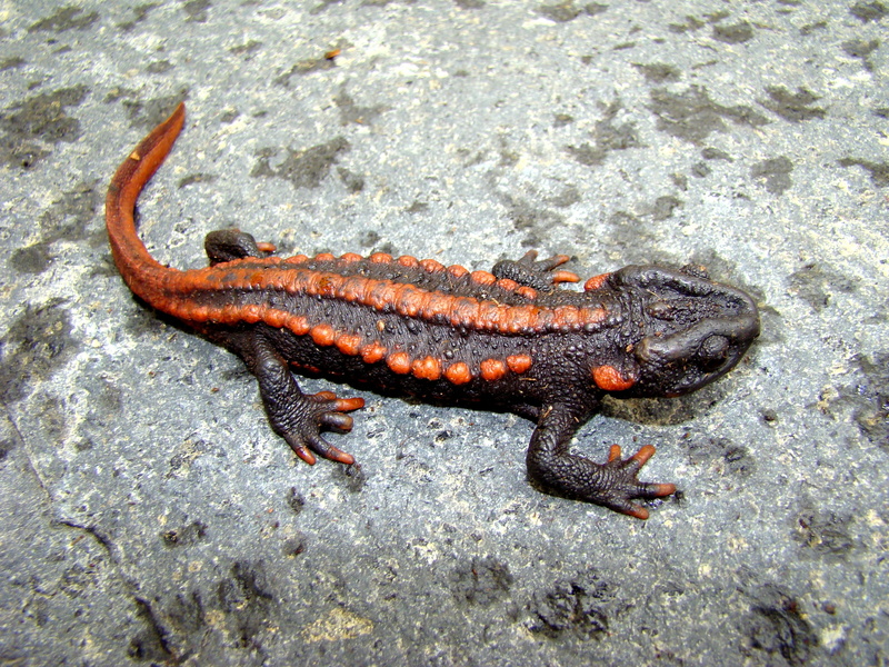 Amphibians, 2K, Newt