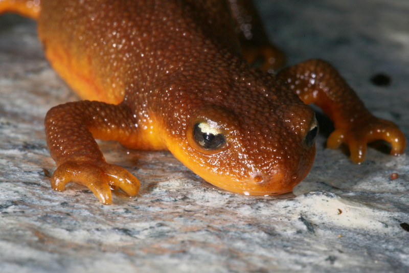 Newt, Amphibians, 2K