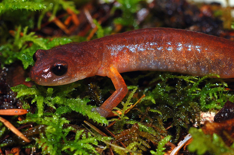 Newt, 1080P, Amphibians