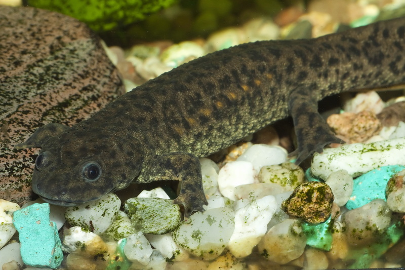 4K, Amphibians, Newt
