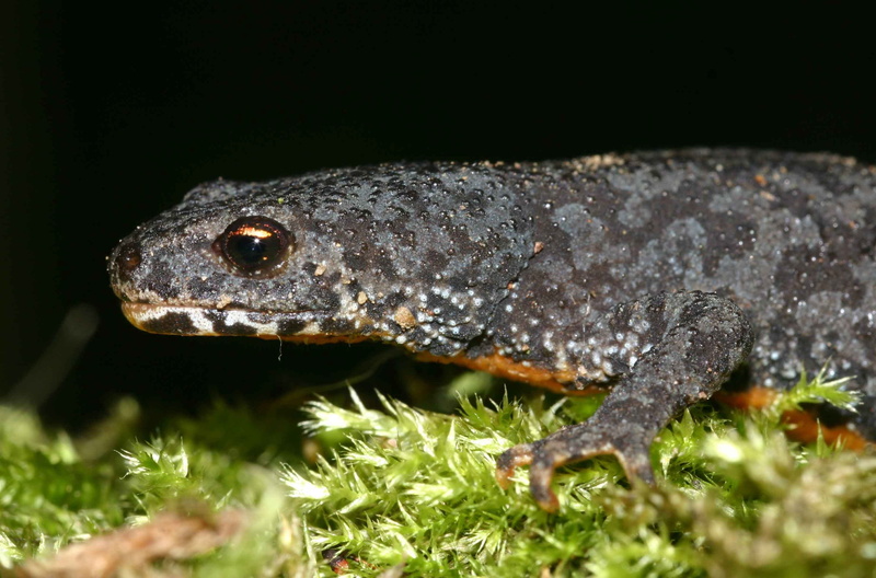 land, animal eye, animal themes, animal scale, newt, reptile, 2K, outdoors, animal body part, nature, animal, side view, rainforest, lizard, day, one animal