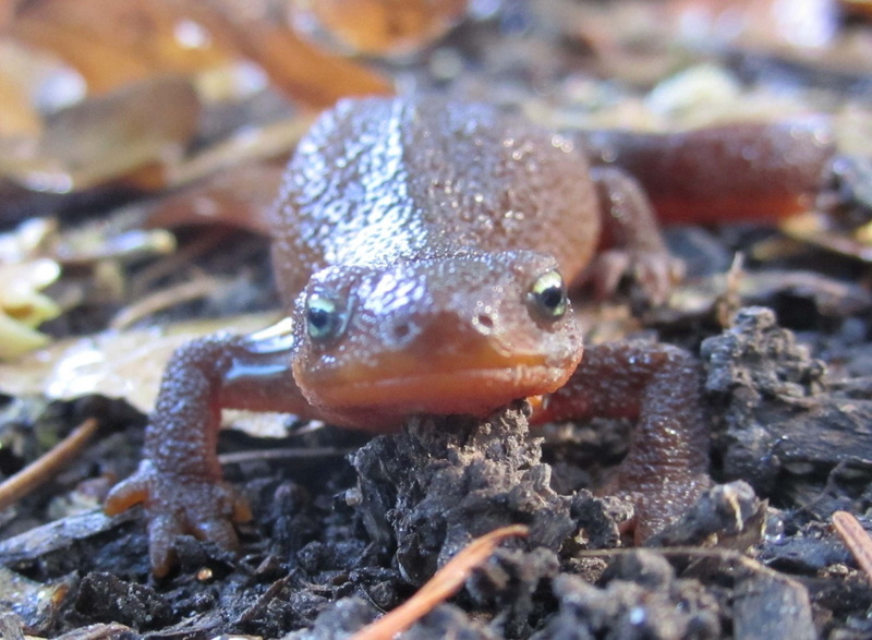 newt, 1080P