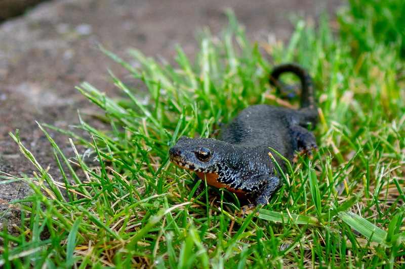 animal head, nature, amphibians, swamp, alpine newt, nature conservation, reptile, animals in the wild, vertebrate, dew, water, green, grasses, animal wildlife