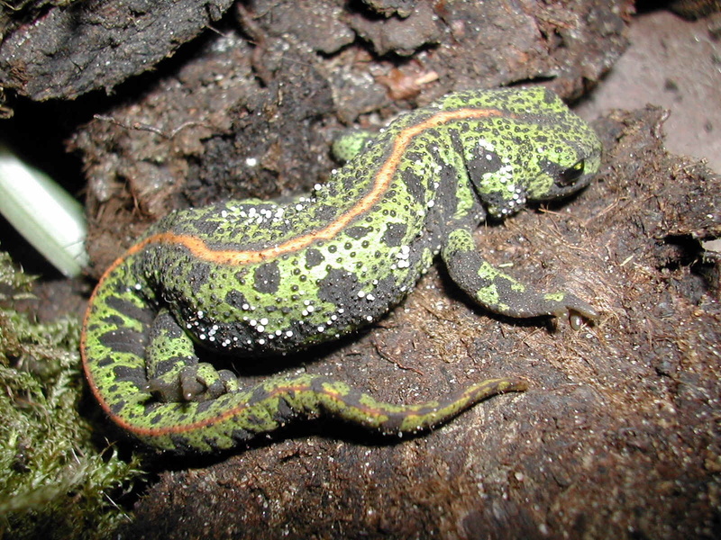 close-up, rainforest, solid, animal themes, animal, nature, poisonous, plant, no people, animal wildlife, newt, rock - object, high angle view, land, rock