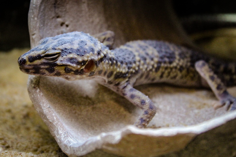 crocodile, animal body part, united states, herpetarium, animal mouth, animals in the wild, day, lizard, amphibian, reptile, newt, selective focus, vertebrate