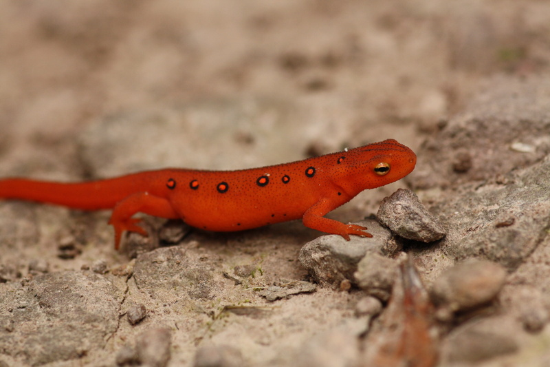 animal wildlife, eastern newt, profile view, outdoors, animals in the wild, gecko, red, environment, vertebrate, land, day, arid climate, lizard, reptile