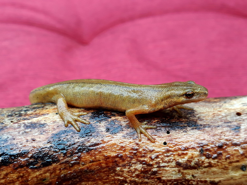 animal body part, invertebrate, nature, close-up, textured effect, chameleon, log, animals in the wild, vertebrate, selective focus, pond pig, animal wildlife