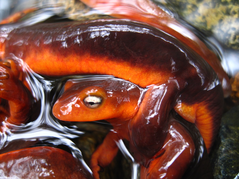 Amphibians, Newt, 2K