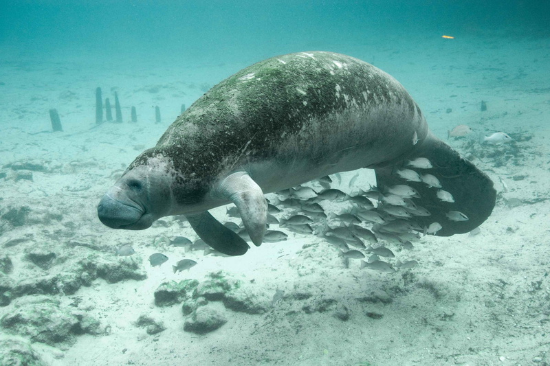 animal themes, water, underwater, sea, animals, close-up, swimming, sea life, fauna, animal wildlife, mammal, no people, 2K, outdoors, manatee, marine