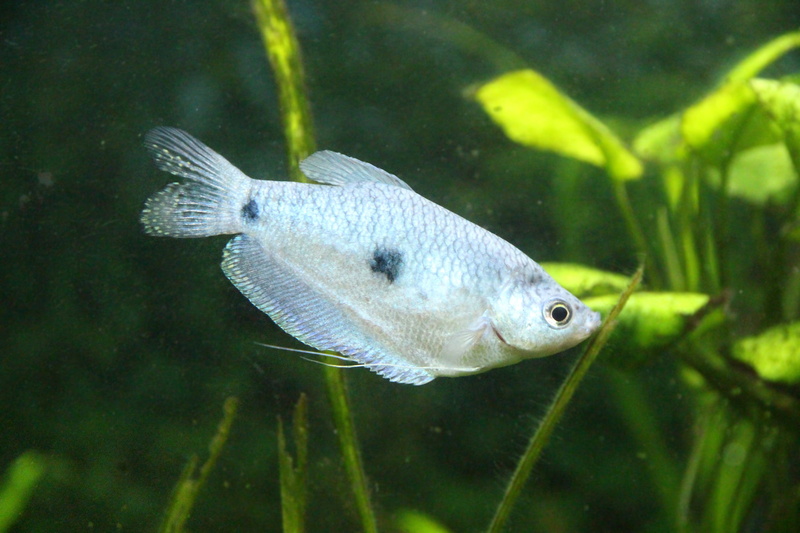 closeup, spotted gourami, green, swimming, marine, not man, underwater, saltwater fish, no people, animal, animals in captivity, water, vertebrate, small fish