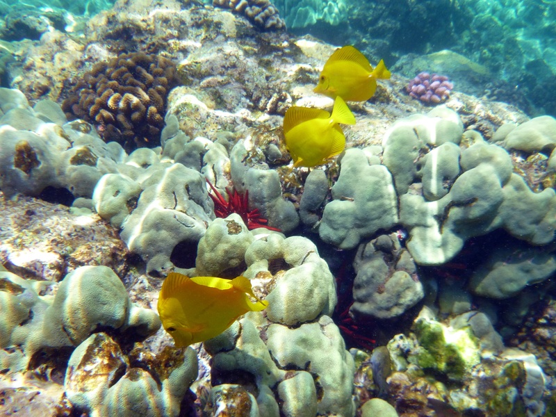 underwater, animal themes, fish, no people, invertebrate, animals in the wild, school of fish, fauna, undersea, animal wildlife, sea life, 2K, yellow