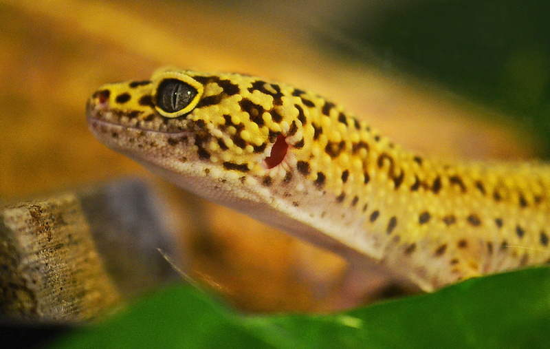 green color, animal wildlife, vertebrate, looking, animal body part, 4K, creature, animal, spotted, black, species, outdoors, wild, poisonous, eye, Reptile