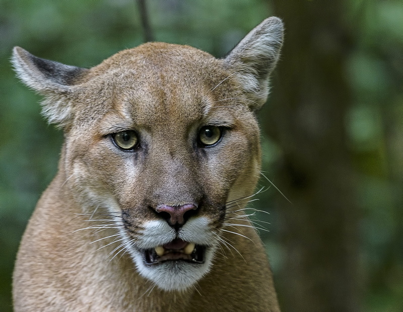 animal themes, focus on foreground, feline, no people, cougar, vertebrate, leopard, close-up, tilt, lioness, animals in the wild, mammal, animal head, one animal
