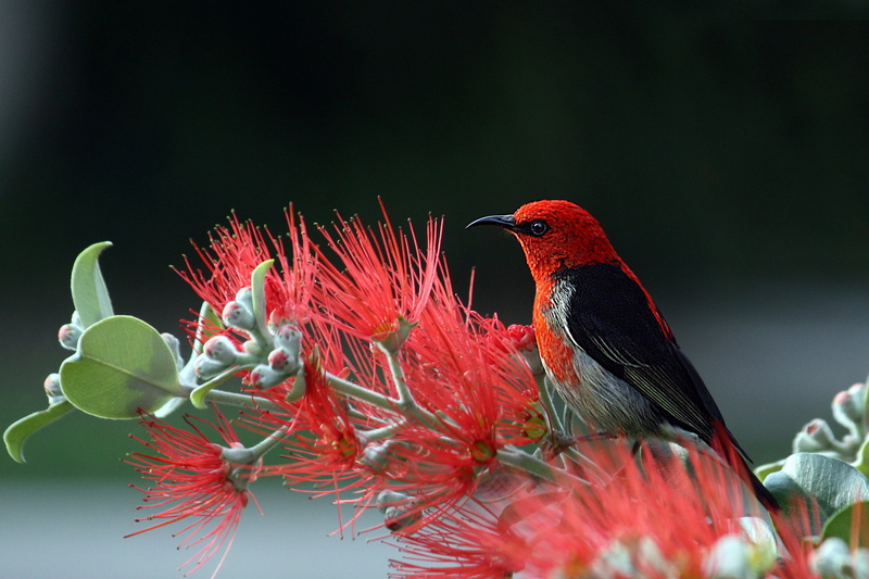 bird, flowers, scarlet honeyeater, feathers, beauty in nature, 5K, vertebrate, two animals, animal wildlife, black, animals in the wild, parrot, animal