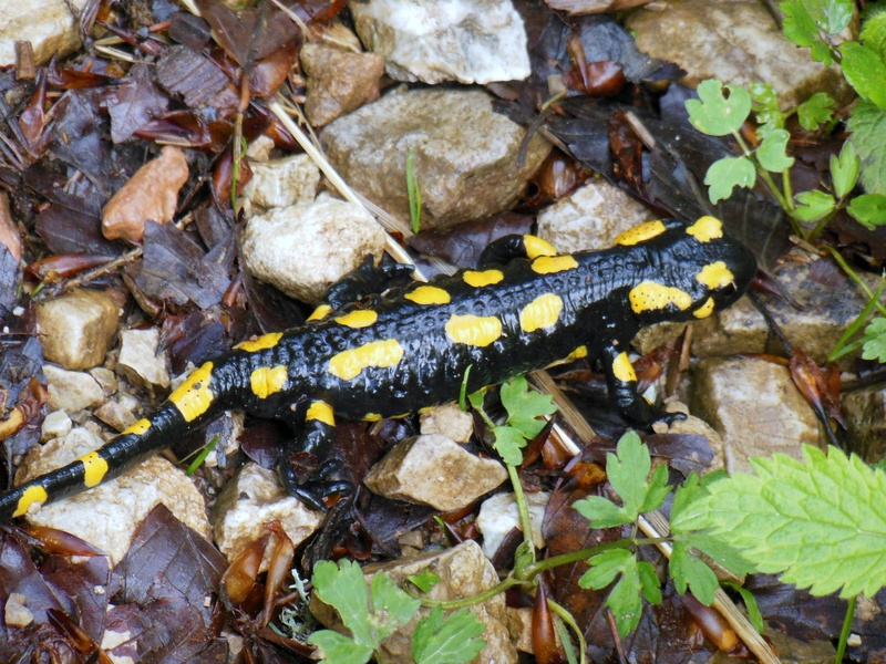 bavaria, reptile, camouflage, spotted, upper bavaria, animals in the wild, hochfelln, stones, invertebrate, vertebrate, land, mountains, no people, lizard