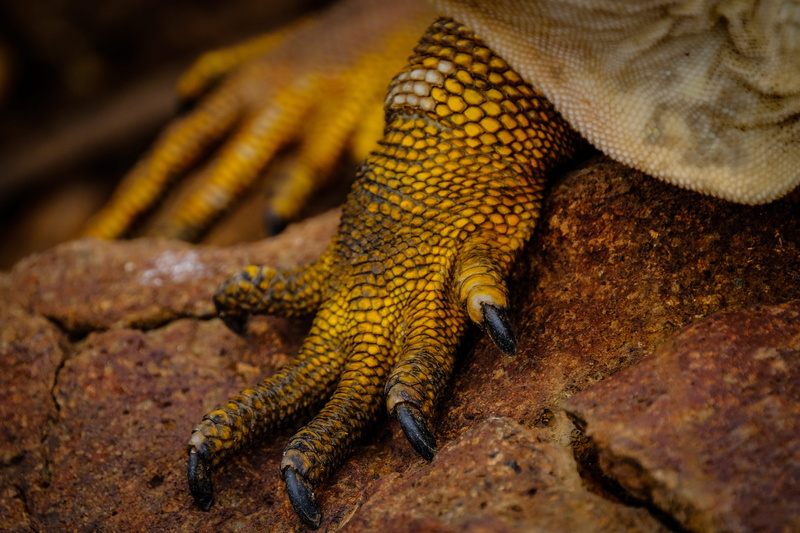 claw, amphibian, close-up, animals in the wild, day, reptile, animals in captivity, parrot, iguana, no people, wallaby, mammal, zipper, wildlife, lizard