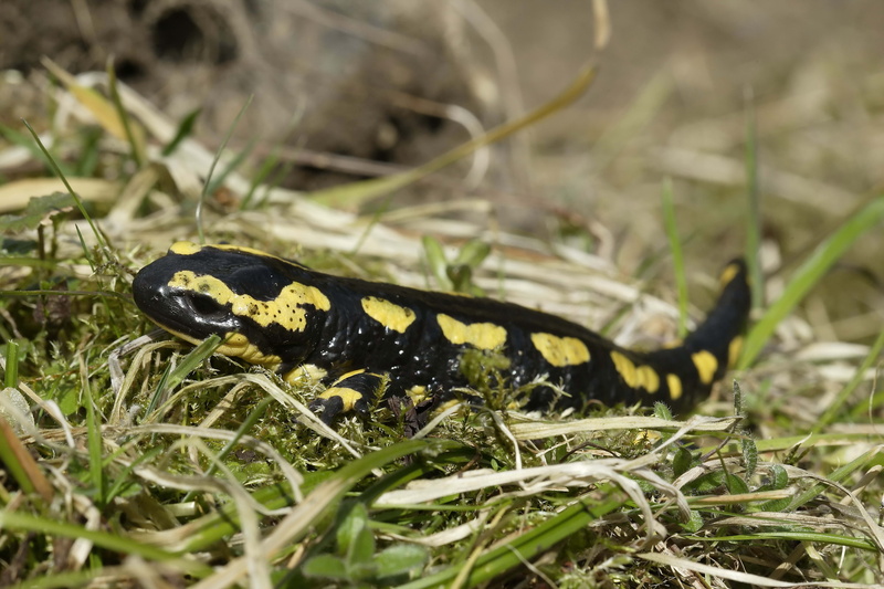 forest, invertebrate, reptile, brown, land, field, small, outdoors, plant, blade of grass, living Organism, 5K, poisonous, animals In The Wild, close-up