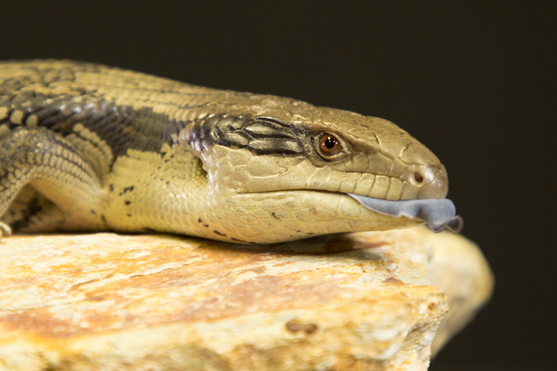 poisonous, zoo, animal scale, animal themes, green lizard, warning sign, food, animals in the wild, close-up, snake, gecko, eating, iguana, one animal