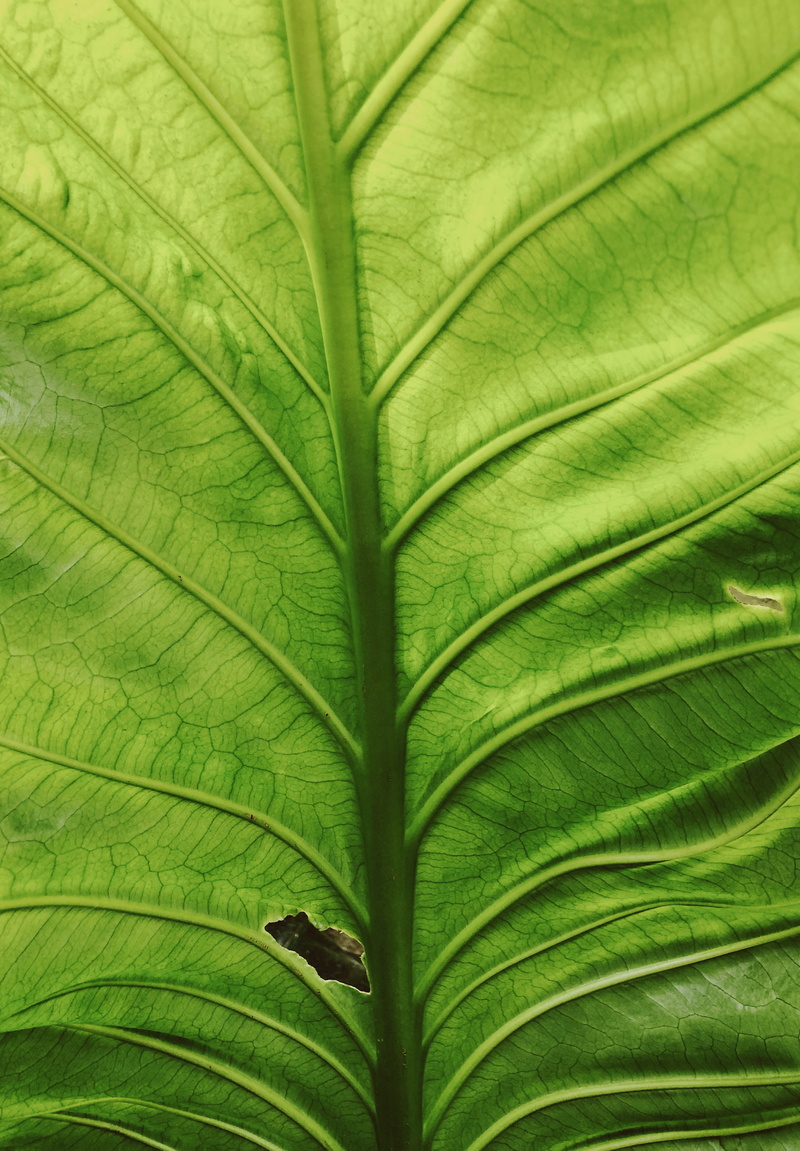 leaf vein, green color, day, leaf, plant, no people, bird, plant part, close, botany, natural pattern, 4K, droplet, crystal, growth, fern, tick, full frame