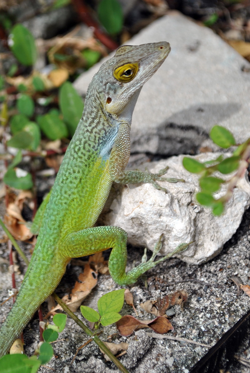 close-up, animals in the wild, vertebrate, plant part, no people, outdoors, iguana, animal wildlife, solid, lizard, antigua, 2K, field, nature, green color