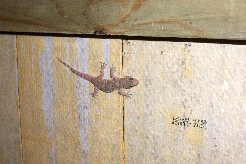entrance, text, climbing, communication, one animal, fauna, gecko, cold blooded, close-up, animal, textured, day, weathered, animal wildlife, sunlight