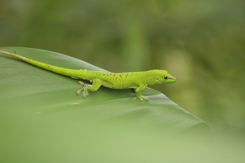 lizard, zurich, animal wildlife, profile view, 2K, plant, reptile, vertebrate, no people, plant part, focus on foreground, animals in the wild, side view
