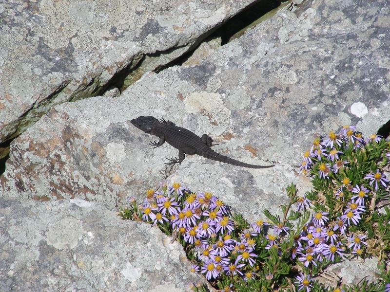 day, africa, rock, stone wall, animal themes, wall, plant, no people, wall - building feature, solid, reptile, 2K, animal, stone, high angle view, flower