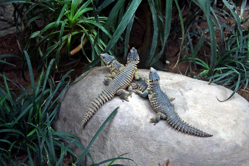 water, alligator, animal scale, iguana, no people, trio, terrarium, animal wildlife, animal themes, nature, hagenbeck, animal, vertebrate, one animal, land
