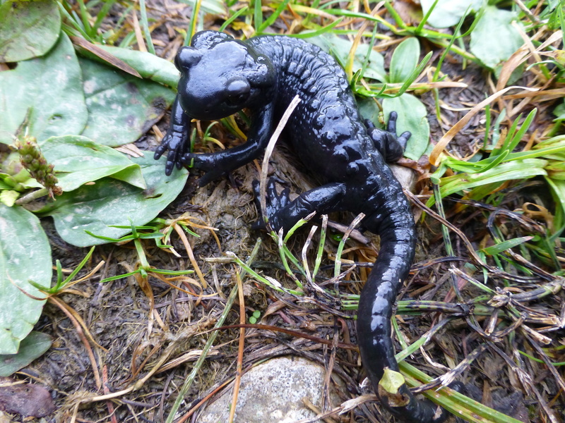 plant part, close-up, alpine, nature, black color, day, high angle view, animal, animal wildlife, plant, land, invertebrate, insect, black, vertebrate