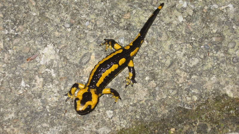 zoo, animal, day, close-up, high angle view, animals in the wild, slug, 2K, full length, animal wildlife, no people, one animal, animal markings, zoology