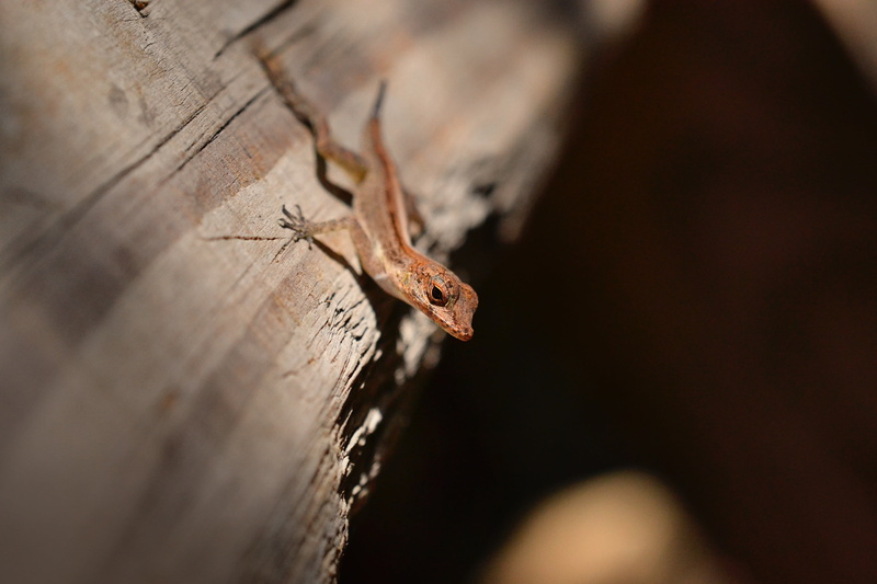 wood - material, nature, eye, insect, tail, black background, animals in the wild, 4K, wildlife, lizard, dragon, vertebrate, red, fauna, reptile, gecko