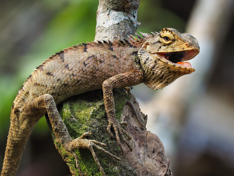 trunk, iguana, wildlife, tree trunk, close-up, reptile, hue, animal wildlife, animal, salamanders fence, vertebrate, animal scale, animal themes, nature