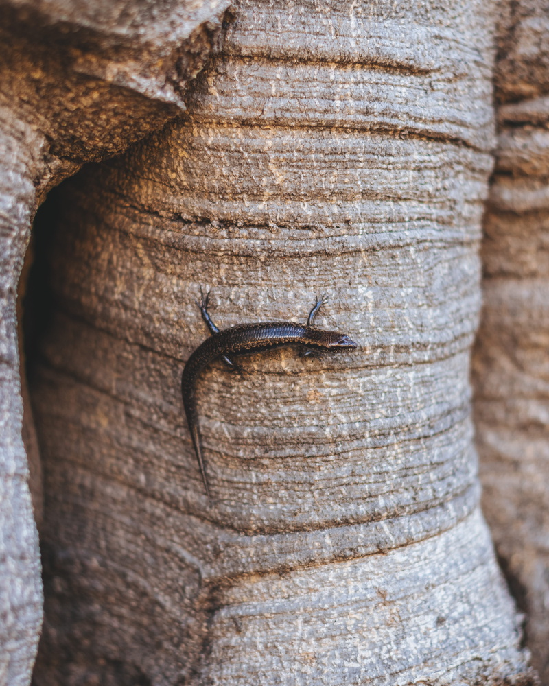 reptile, lizard, textured, tropical, outdoors, insect, trunk, gastropod, tree, textzure, wood - material, nature, animals in the wild, gecko, macro, rock