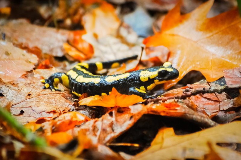 insect, 2K, selective focus, leaves, autumn landscape, orange color, outdoors, animal wildlife, animal, invertebrate, animal themes, day, leaf, autumn